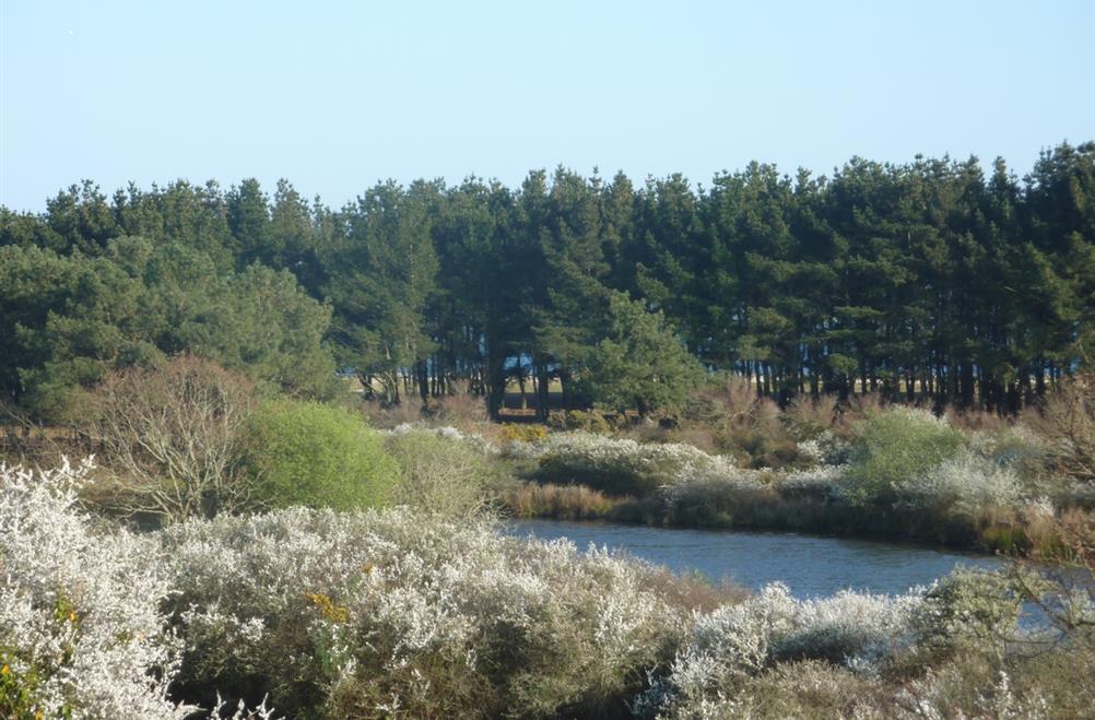 le polder au printemps