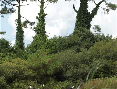 les mouettes se reposent dans le polder de Mousterlin derrière le camping kost-ar-moor