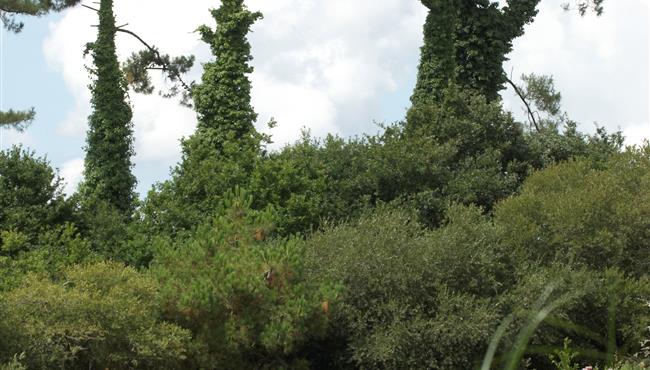 les mouettes se reposent dans le polder de Mousterlin derrière le camping kost-ar-moor